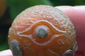 雮尘珠实物图图片