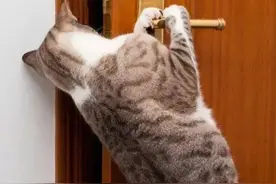 还在叫你的猫咪“毛孩子”吗？它好像在把你当孩子养图片