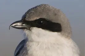 被称为鸟中屠夫，伯劳为何喜欢悬挂尸体，它真的很残忍吗？图片
