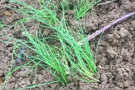 农村种植韭菜，长了2个月还很细小，应该这样做才有助于提高产量图片