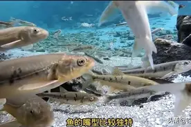 西藏究竟能不能钓鱼？西藏人吃不吃鱼？进入西藏地区你敢钓鱼吗？图片