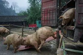 今天猪价普跌，上涨还能持续吗，养猪人怎么看？图片