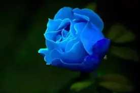 情感测试：你喜欢下面哪朵玫瑰花？测试当前有没有人正在暗恋你？图片