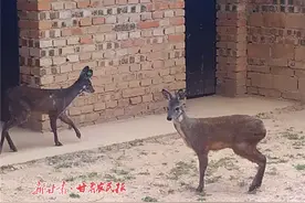 崆峒区：首家林麝养殖基地促农增收脱贫图片