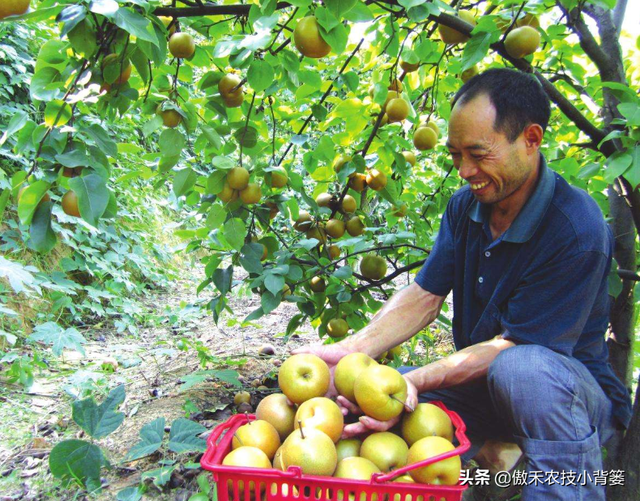 作物上的这3个叶面肥配方，能促长壮棵、增产增收，又能防治病害