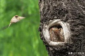 拍鸟，请千万不要忽视感光度的设置和选择图片