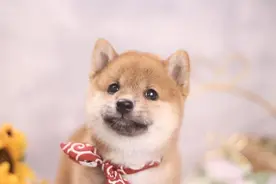 柴犬行业揭秘，几种常见的柴犬造假手段！内行人独家爆料图片