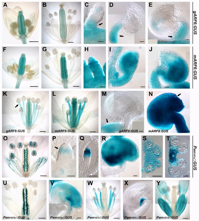 基因功能研究的那些套路你知道多少？（中）