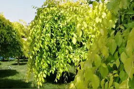 「植物百科」潜力无穷大——金叶垂榆图片