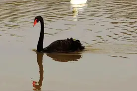 白天鹅与黑天鹅的不同之处，它们各自都有什么故事呢？图片