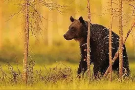 “熊出没”从来非儿戏，而是“熊咆龙吟殷岩泉，栗深林兮惊层巅”图片