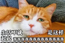 人生要能像体重一样，就好了图片