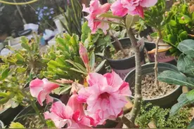 沙漠玫瑰放室外，只要1步做到位，越长越旺，比室内养的还要好图片