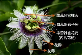 百香果需不需要人工授粉，人工授粉该如何操作？图片