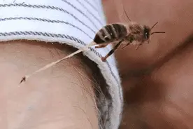 蜂针是蜜蜂的产卵器特化成的？为什么神圣的繁殖器官变得狠毒？图片
