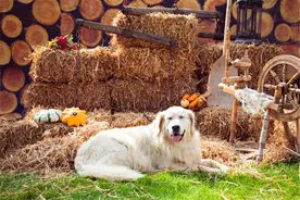 农村办厂，有哪些项目投资小、见效快呢？推荐一下图片