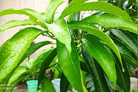 北方的芒果树图片