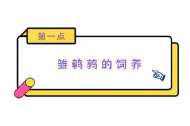 2020年鹌鹑的高效饲养技术图片