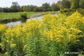 “恶魔之花”入侵河南，原产于美洲的植物，为啥要引进到中国？图片