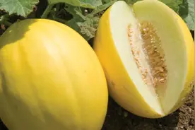 甜瓜栽培与病虫害防治图片