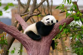 不睡觉会怎样？为什么动物冒着被吃掉的危险，也要睡觉？图片