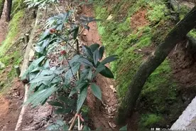 生长在云南大山深处的中药材金平人参和越南人参，你知道吗？图片