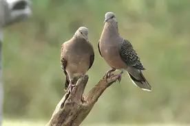 春天来了，劝君莫打枝头鸟，子在巢中望母归图片