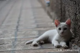 很受欢迎的6种猫咪，养猫的一般都知道，你喜欢养这些猫咪吗？图片