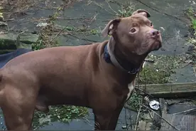 主人病发倒地，狗狗咬他脖子拖到床下，过度保护造成悲剧图片