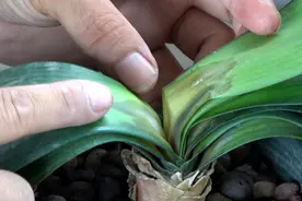 君子兰烂心怎么办？这是不可逆的，只要救治合理，就能变成群兰图片