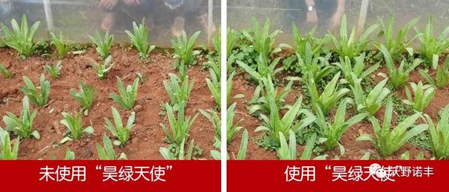 国家重点研发计划产业化「2021国内酶解氨基酸叶面肥的新旗舰」