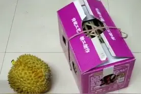 极品吃货！男子偷榴莲后自拍短视频留念，结果把自己吃进派出所图片
