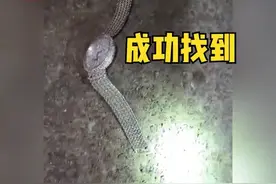 上海一爷叔70万手表掉进地铁轨道，站务员连夜寻找归还，表盘上全是钻石图片