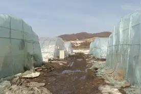 蔬菜生产补贴政策出台 ，安图菜农吃下“定心丸”图片