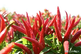 自制辣椒水杀虫剂，不打药也能防治虫害！配方在这里图片