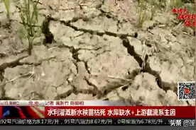 水利灌溉断水秧苗枯死 水库缺水+上游截流系主因图片