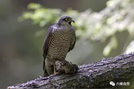 白俄罗斯一雀鹰凶猛捕食麻雀，脚踩猎物威风凛凛，麻雀难于逃走图片