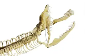 杭州1.5米宠物蛇外逃，被抓获后送动物园，遇到蛇该怎么办？图片