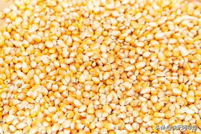 玉米价格上涨的原因 玉米价格上涨的原因有哪些(图3) 玉米价格上涨的原因 玉米价格上涨的原因有哪些(图3)