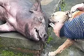 小猪在院子痛苦嗷叫，担心有小偷，匆忙跑出去后，拧起铁棍打图片