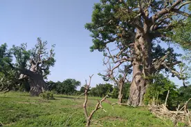 非洲西部之旅——贝宁图片