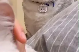 一只卑微的便秘猫，眼神令人心疼得......想笑图片