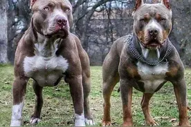 害怕小偷进门，可以养这6种狗狗，警觉性特别高图片