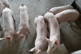 不养猪不知道，母猪接产和产后护理的正确做法图片