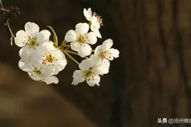 肃宁梨花：最佳观赏期4月5日至13日图片