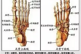 足副舟骨：咦，你怎么比别人多了一块骨头？图片