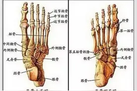 足副舟骨：咦，你怎么比别人多了一块骨头？图片