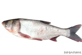 科普一下五种你常吃的鲤科鱼类（2）——鲢鱼图片