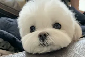 猛男落泪，梦中情犬——马尔济斯图片