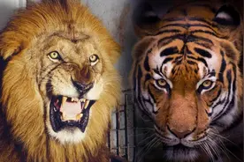 五只华南虎被送到非洲野化，有没有和雄狮相遇？为何还没有回国？图片